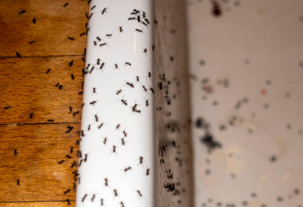 Best Bed Bug Extermination  in Kingston Springs, TN